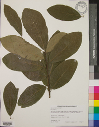 Quercus imbricaria image