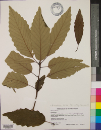 Quercus montana image