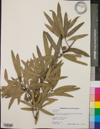 Quercus phellos image