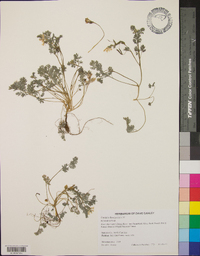 Corydalis flavula image