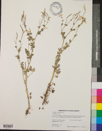 Corydalis flavula image