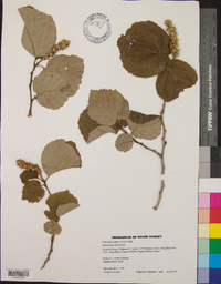 Fothergilla major image