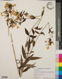 Phlox maculata image