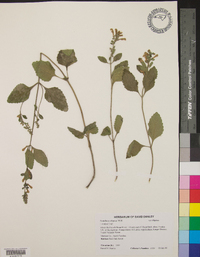 Scutellaria elliptica image