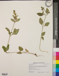 Scutellaria elliptica image