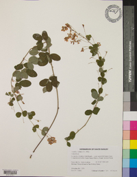 Lespedeza violacea image