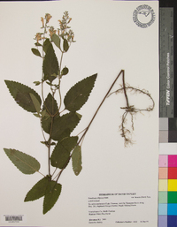 Scutellaria elliptica image