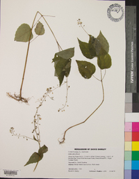 Circaea canadensis image