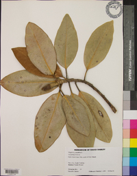 Magnolia grandiflora image