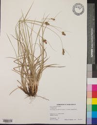 Carex caroliniana image