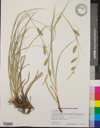 Carex cherokeensis image