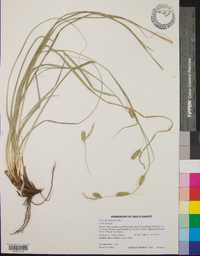 Carex cherokeensis image