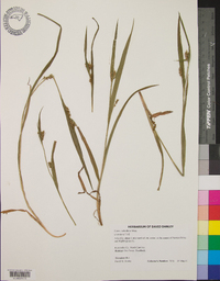 Carex crebriflora image