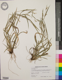 Carex crebriflora image