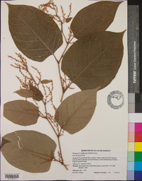 Reynoutria japonica image