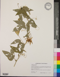 Passiflora incarnata image
