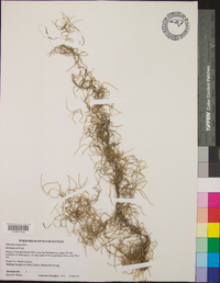 Tillandsia usneoides image