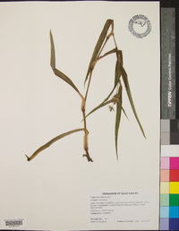 Tradescantia ohiensis image