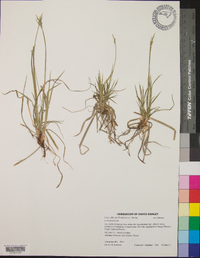 Carex albicans var. albicans image