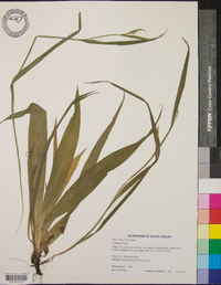Carex albursina image