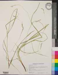 Carex allegheniensis image