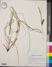 Carex bullata image