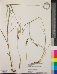 Carex biltmoreana image