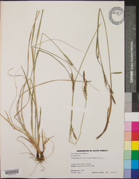 Carex biltmoreana image