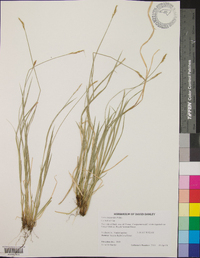 Carex bromoides image