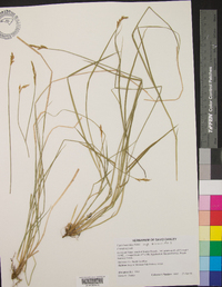 Carex bromoides subsp. bromoides image