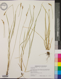 Carex bromoides image