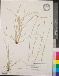 Carex bromoides image