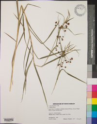 Scirpus polyphyllus image