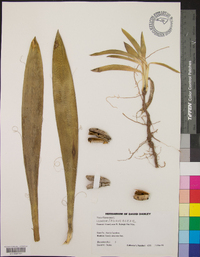 Yucca filamentosa image