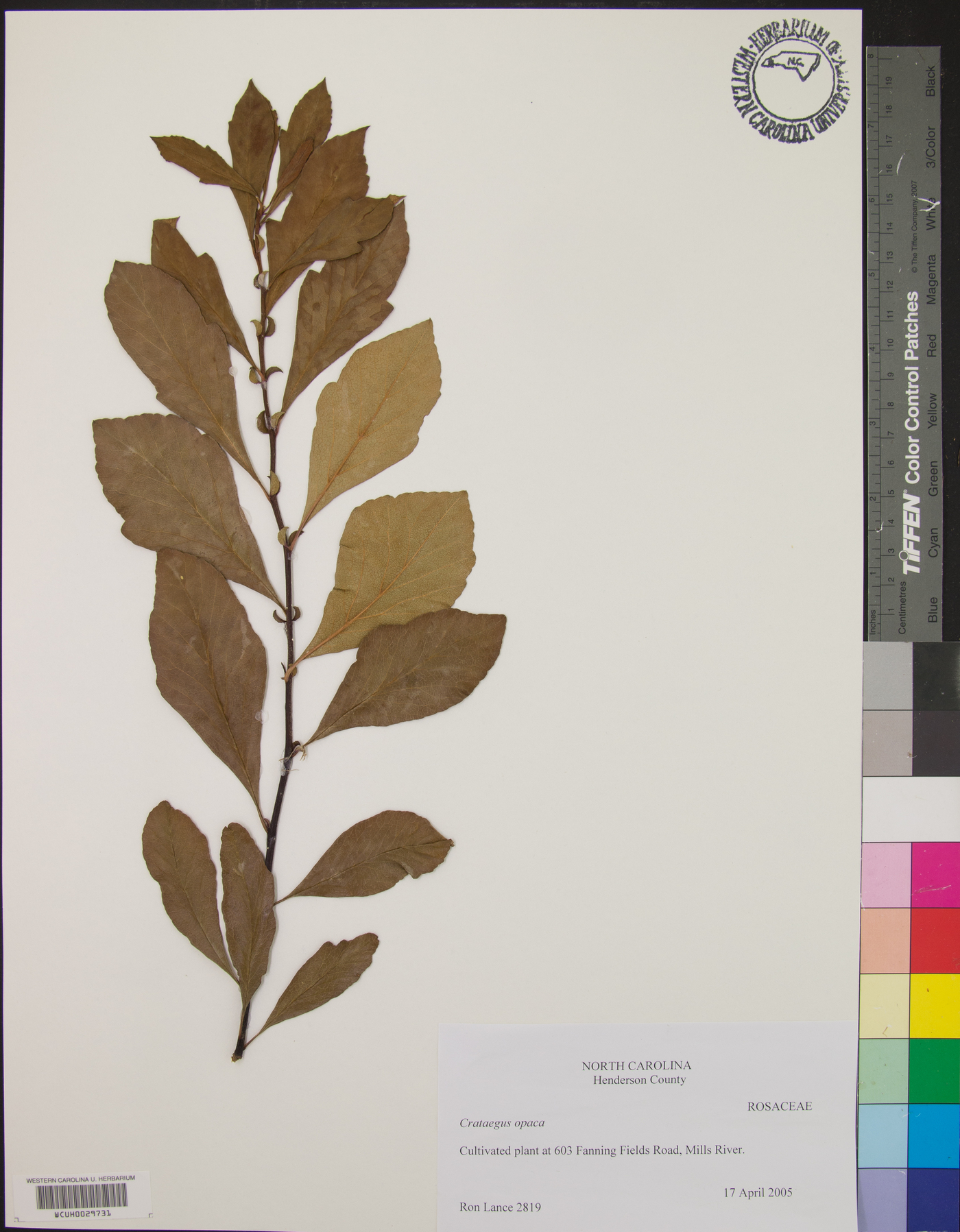 Crataegus opaca image