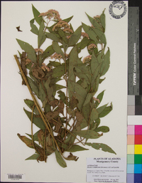 Pluchea camphorata image
