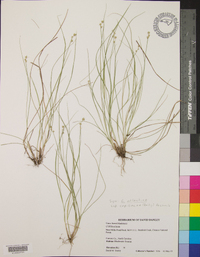 Carex atlantica subsp. capillacea image