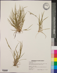 Carex abscondita image