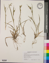 Carex abscondita image