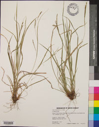 Carex aestivalis image