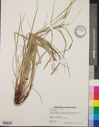 Carex complanata image