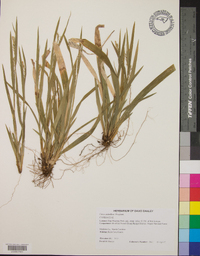 Carex crebriflora image