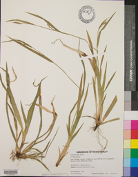 Carex crebriflora image