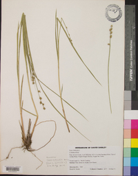 Carex echinata image