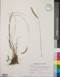 Ctenium aromaticum image