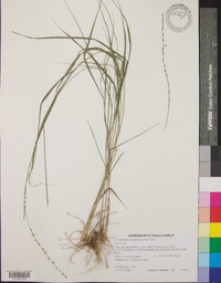 Chasmanthium sessiliflorum image
