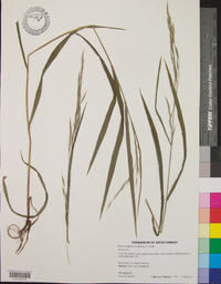 Bromus pubescens image