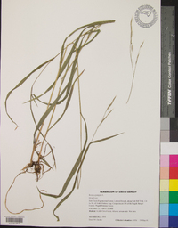 Bromus pubescens image