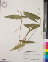 Dichanthelium latifolium image