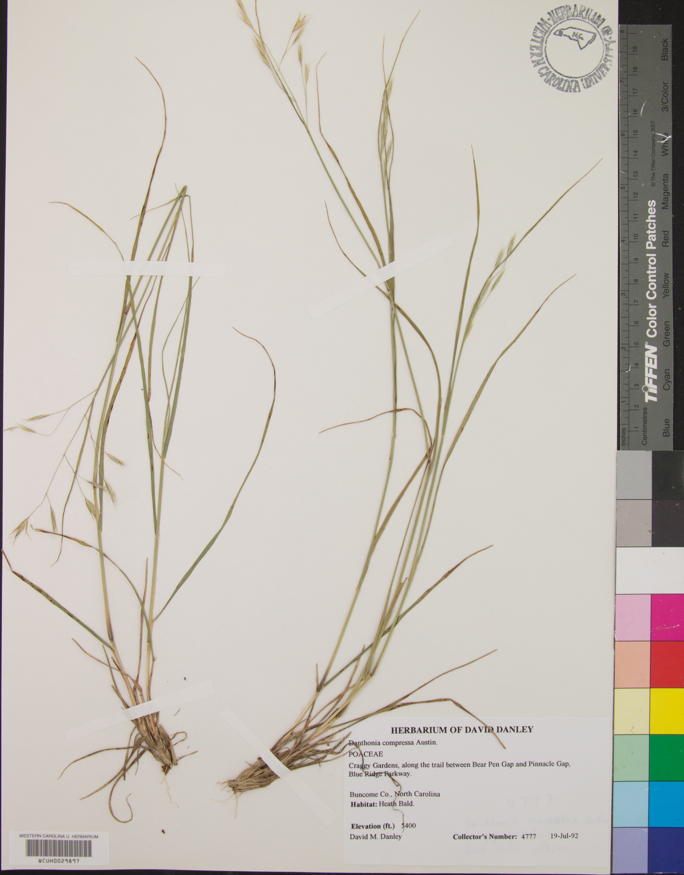 Danthonia compressa image